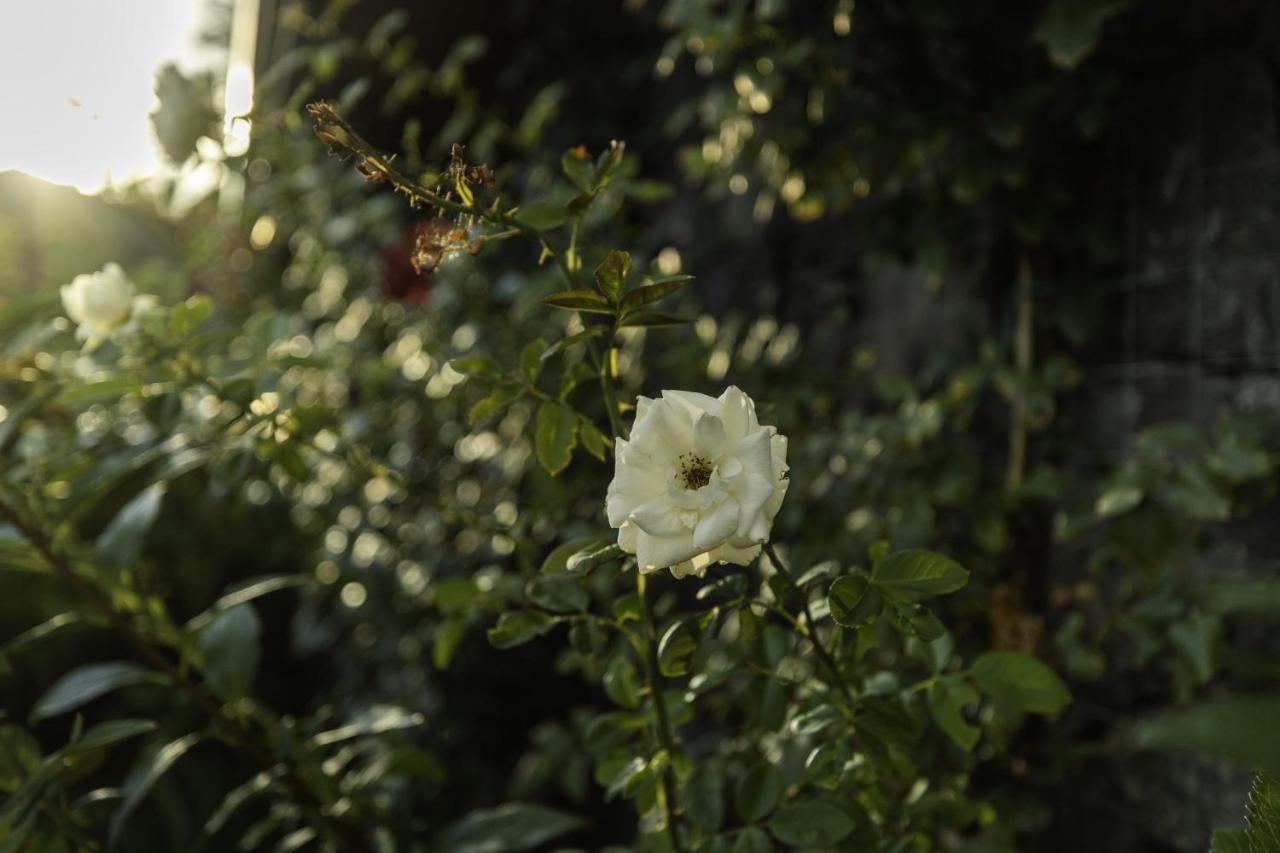 Casetta Delle Rose Sull'etna *
